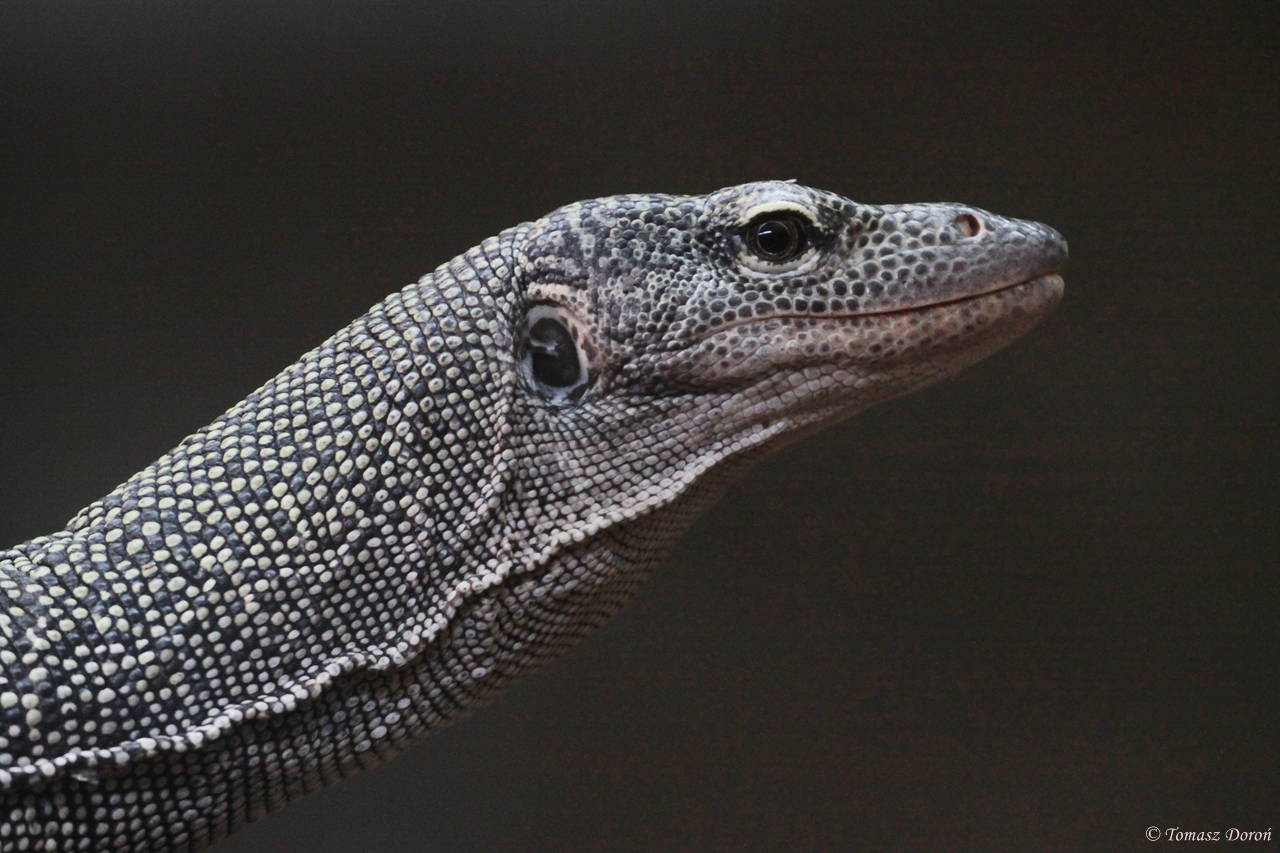 Rainer G?nther?s Monitor (Varanus rainerguentheri) January 2012