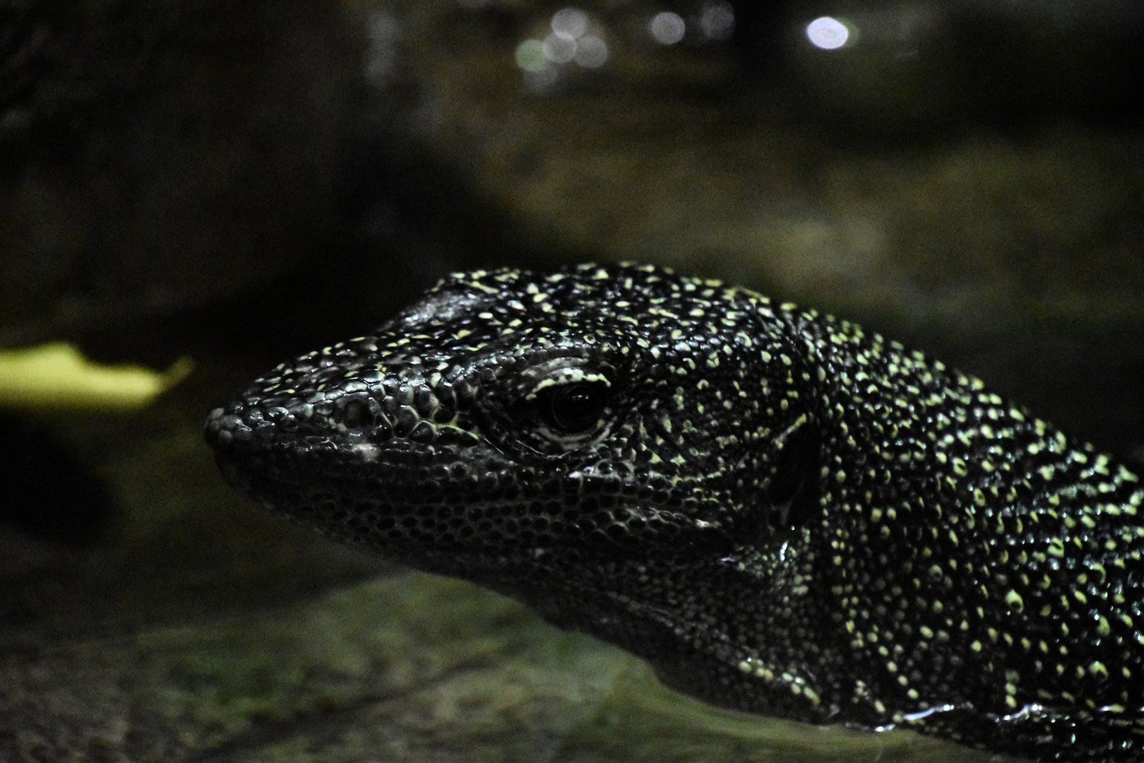 Rainer Guenther's monitor, Varanus rainerguentheri