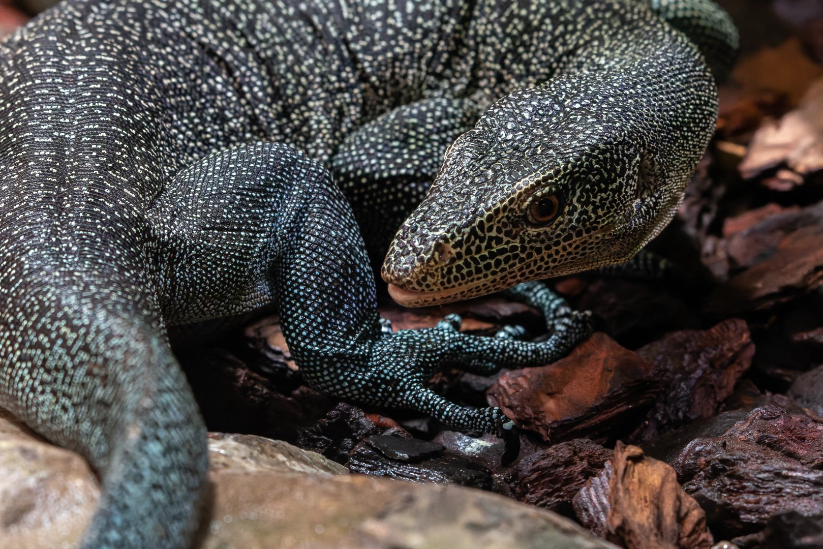 Rainer Günther’s monitor (Varanus rainerguentheri)