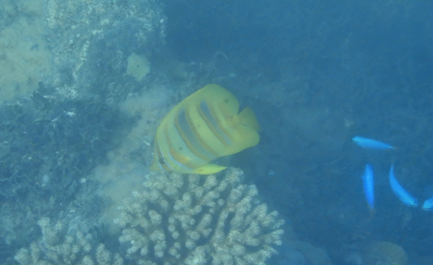 Rainford's Butterflyfish (Chaetodon rainfordi) - Green Island