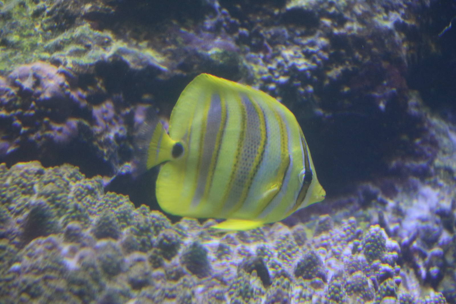 Rainford's butterflyfish - Tokyo Sea Life Park, February 2016
