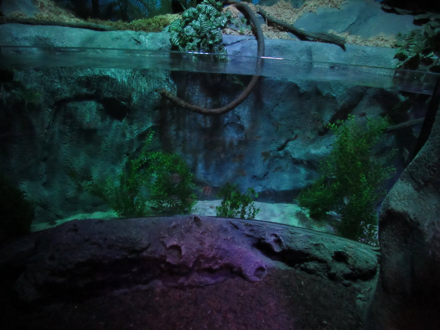 Rainforest Adventure- Amazon Tank 2