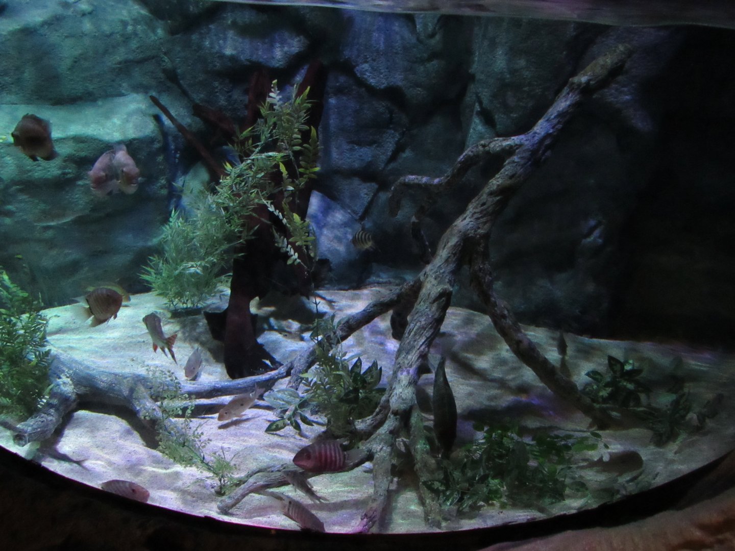 Rainforest Adventure- Amazon Tank 3