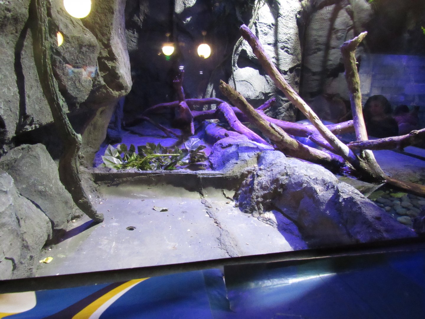 Rainforest Adventure- Burmese Python Exhibit