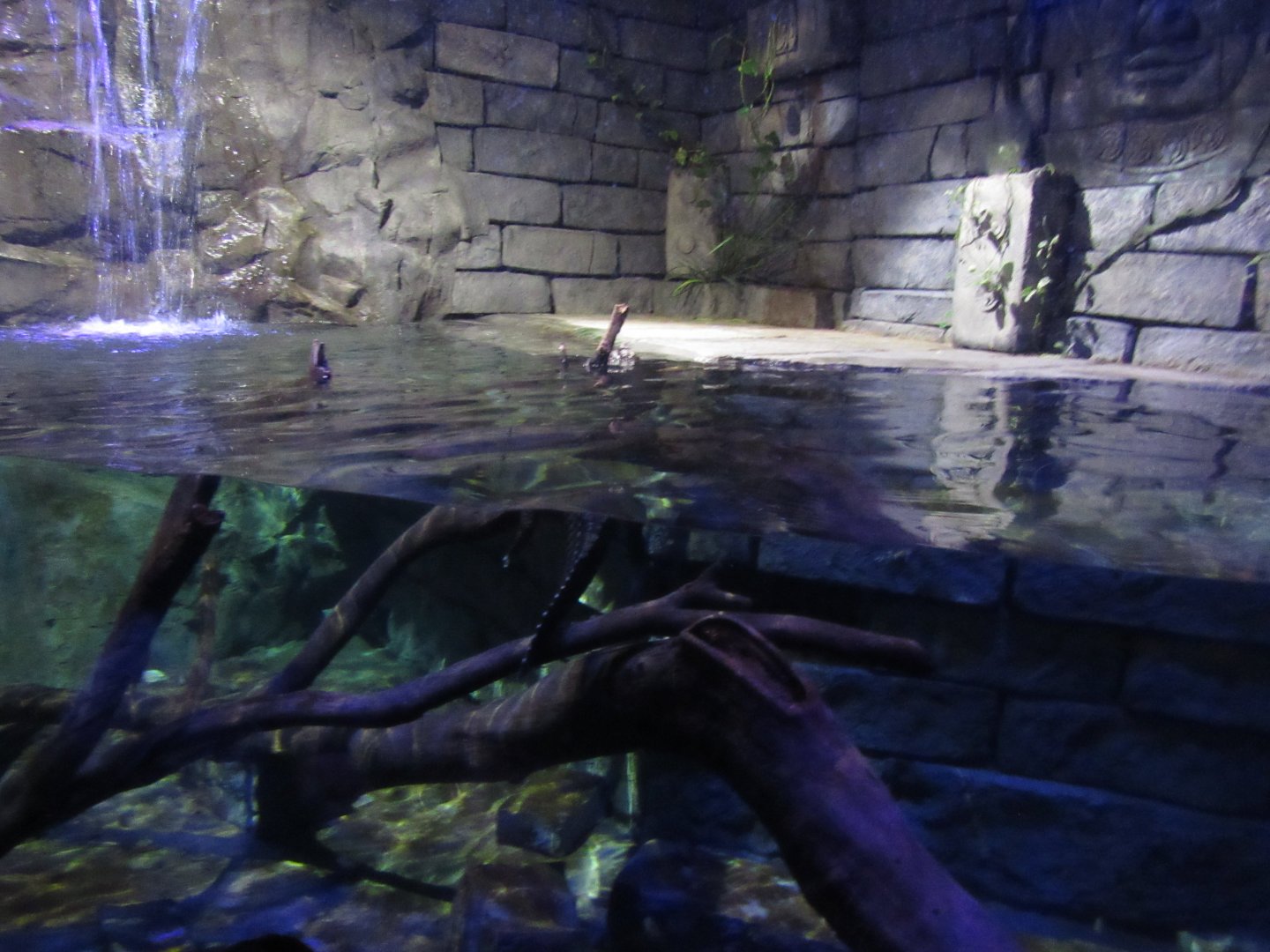 Rainforest Adventure- Cuvier's Dwarf Caiman Exhibit