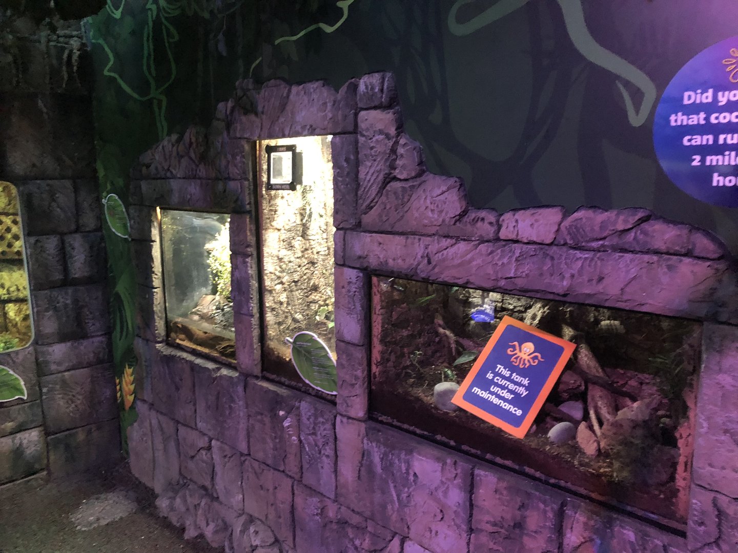 Rainforest Adventure Displays at SEA LIFE Scarborough (September 2022)