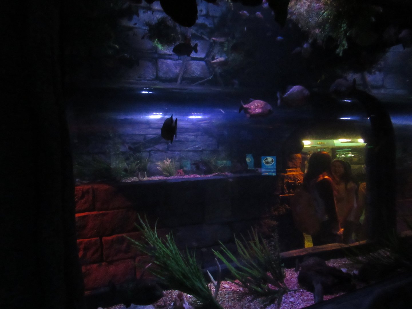 Rainforest Adventure- Piranha Walk-Through Tank