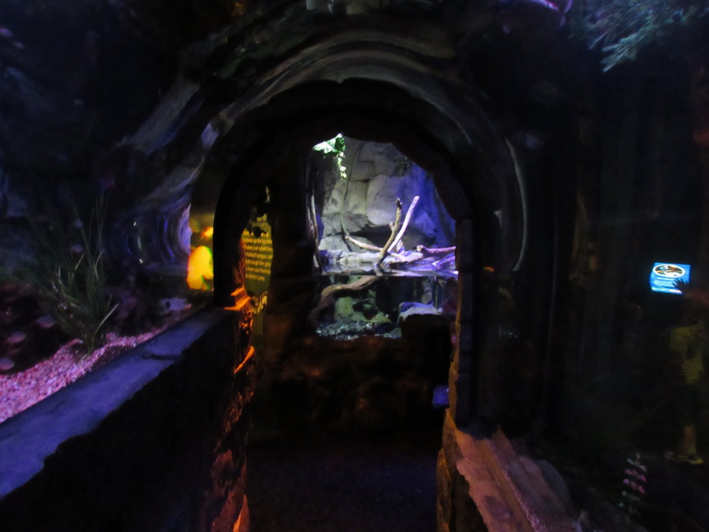 Rainforest Adventure- Piranha Walk-Through Tank