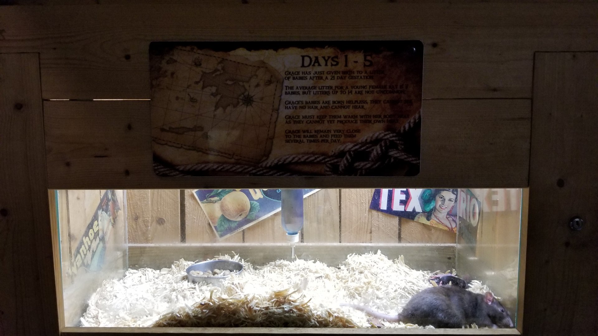 Rainforest Adventures - A Rat's Tail - Day 1-5