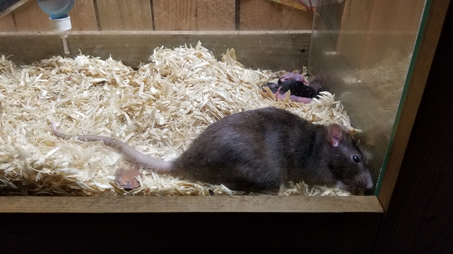 Rainforest Adventures - A Rat's Tail - Day 1-5