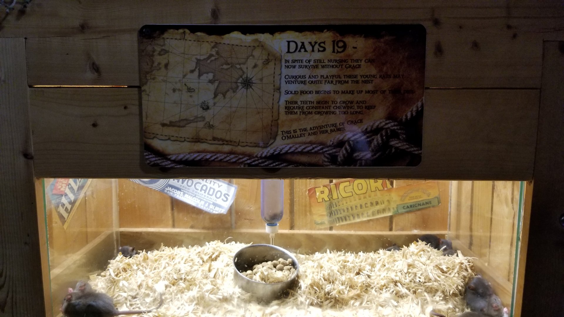 Rainforest Adventures - A Rat's Tail - Day 19 and on