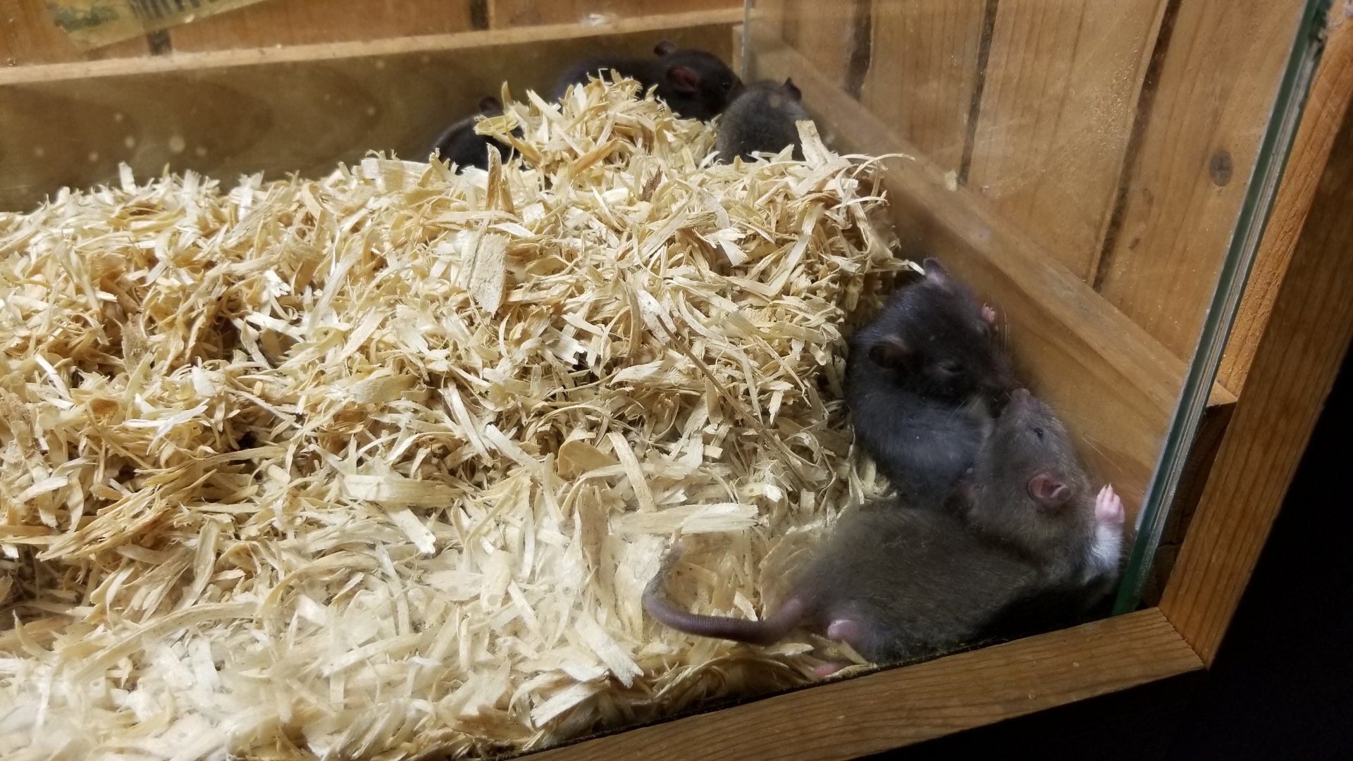 Rainforest Adventures - A Rat's Tail - Day 19 and on