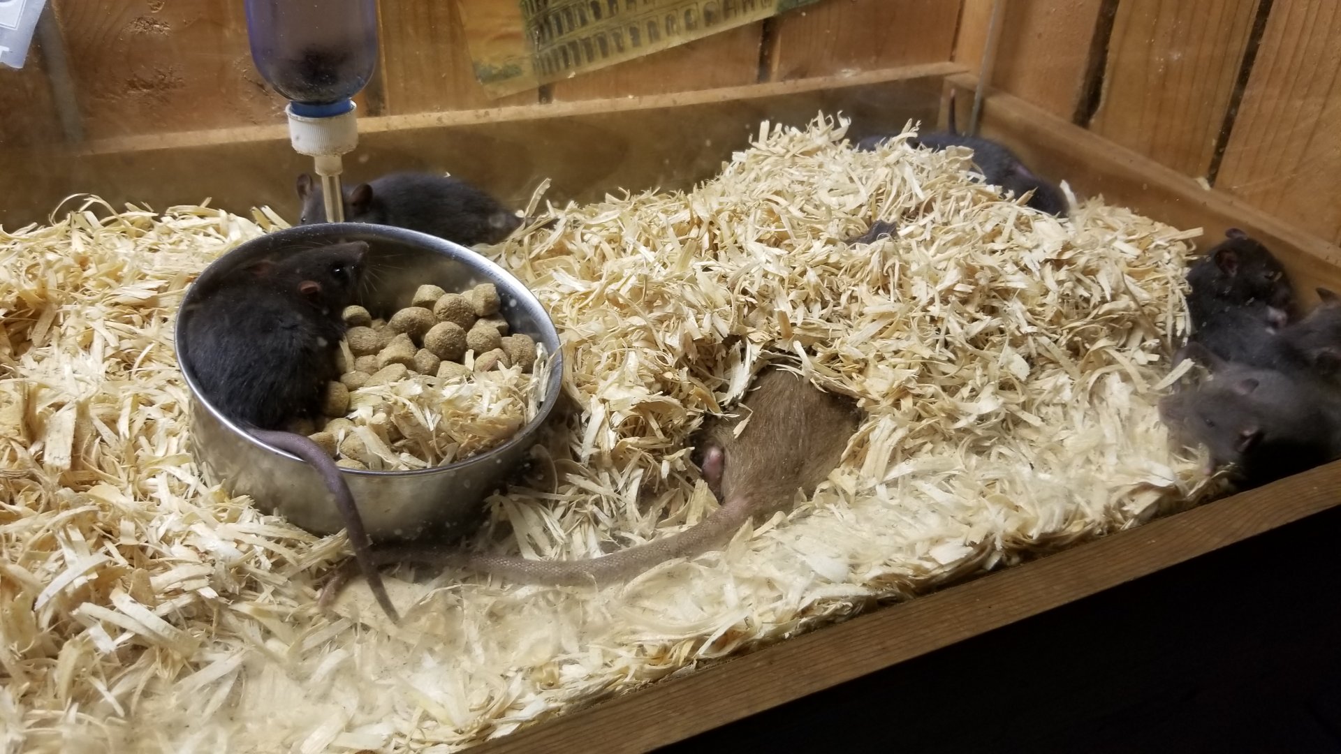 Rainforest Adventures - A Rat's Tail - Day 19, mom hiding