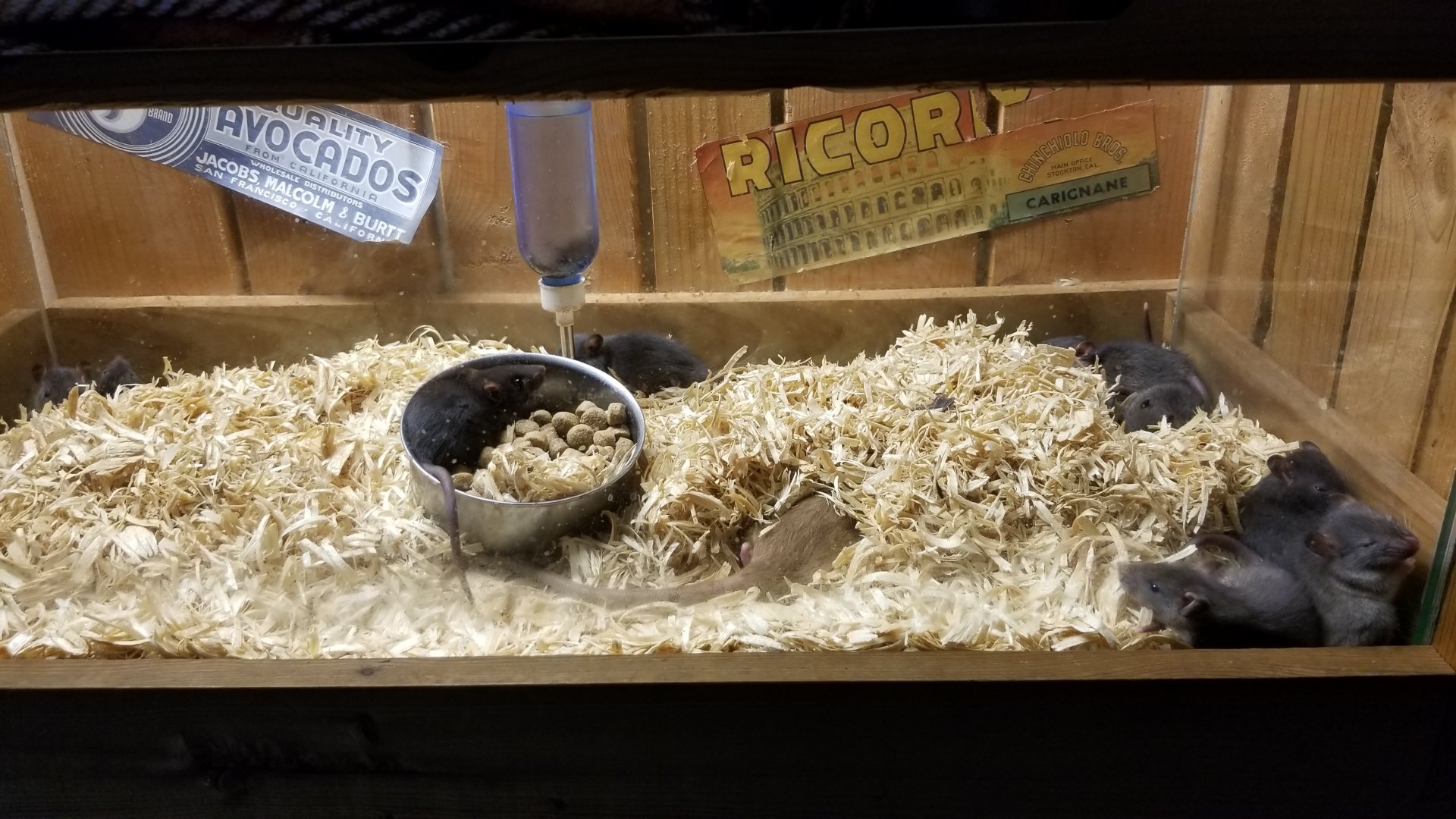 Rainforest Adventures - A Rat's Tail - Day 19, mom hiding