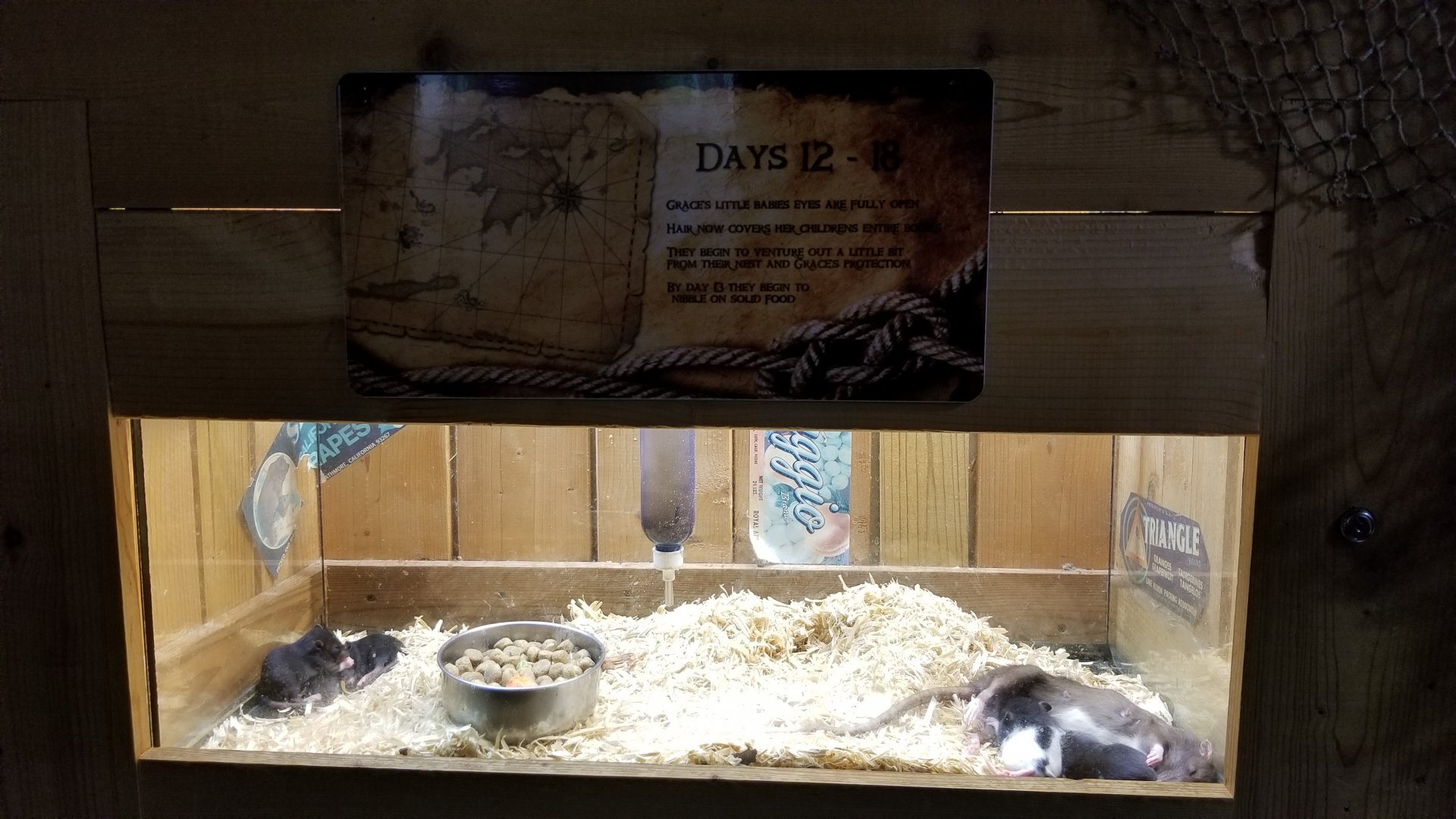 Rainforest Adventures - A Rat's Tail - Days 12-18