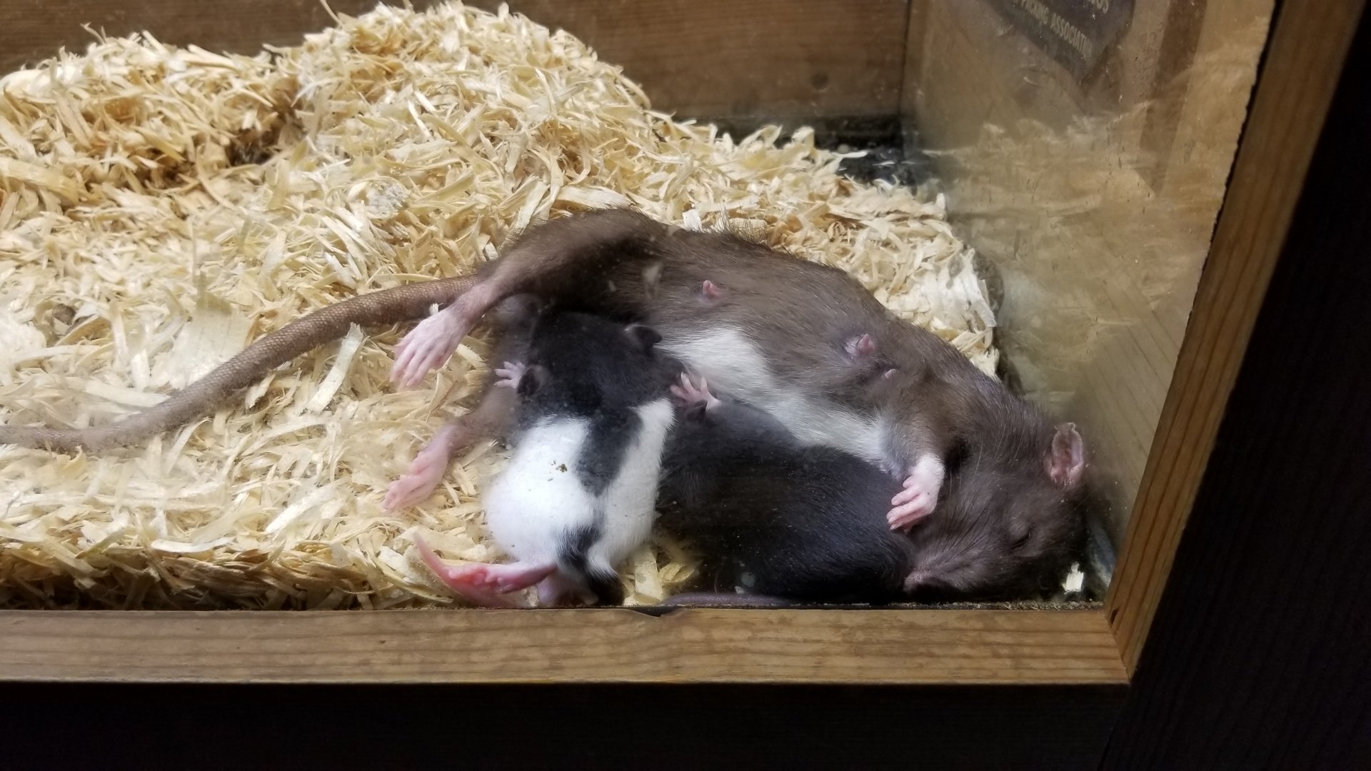 Rainforest Adventures - A Rat's Tail - Days 12-18