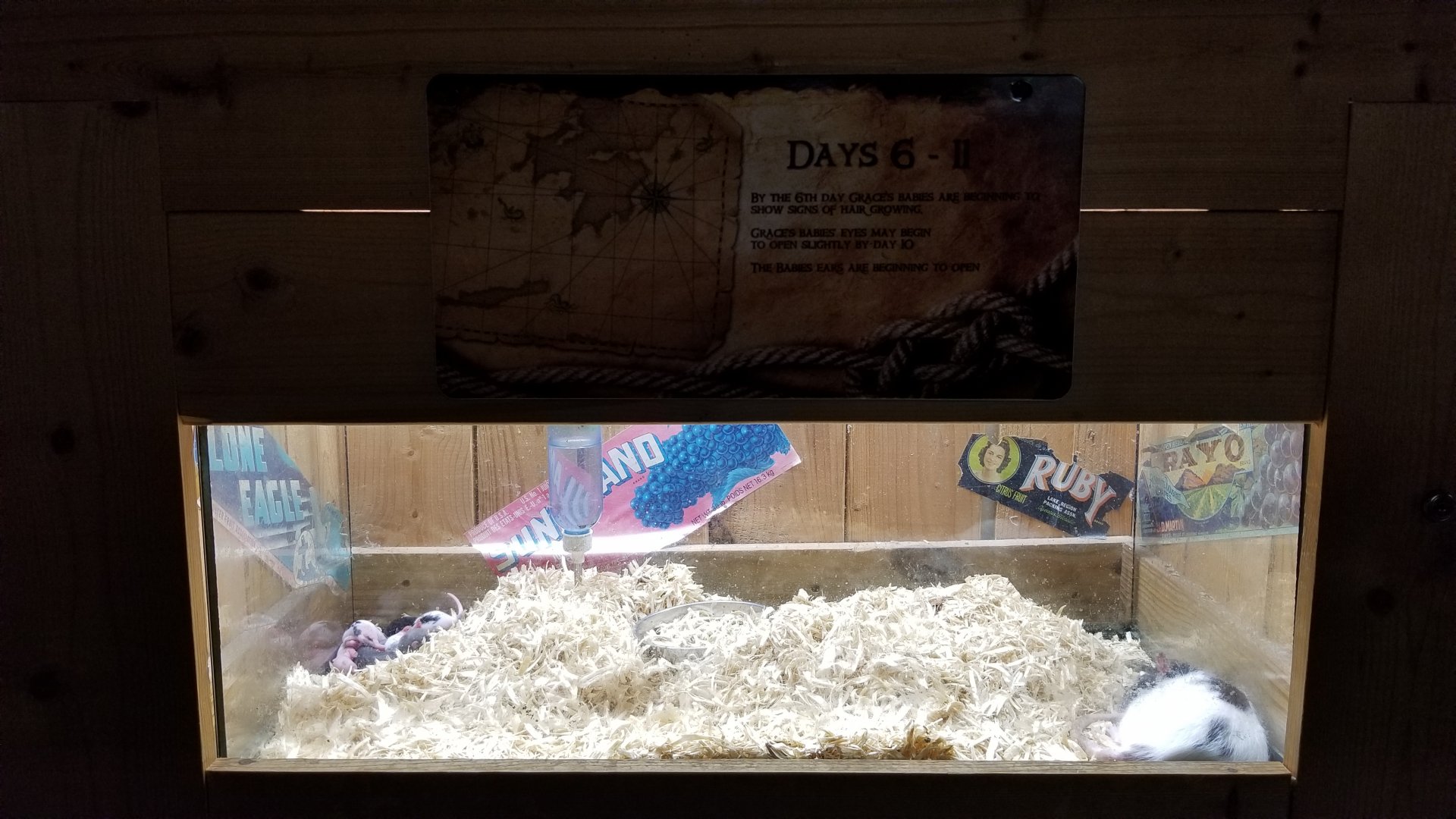 Rainforest Adventures - A Rat's Tail - Days 6-11