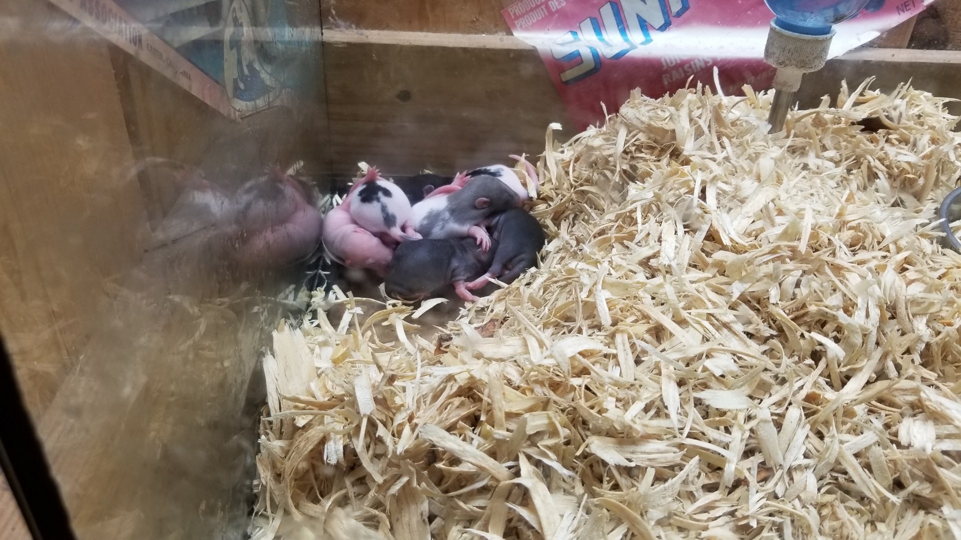 Rainforest Adventures - A Rat's Tail - Days 6-11