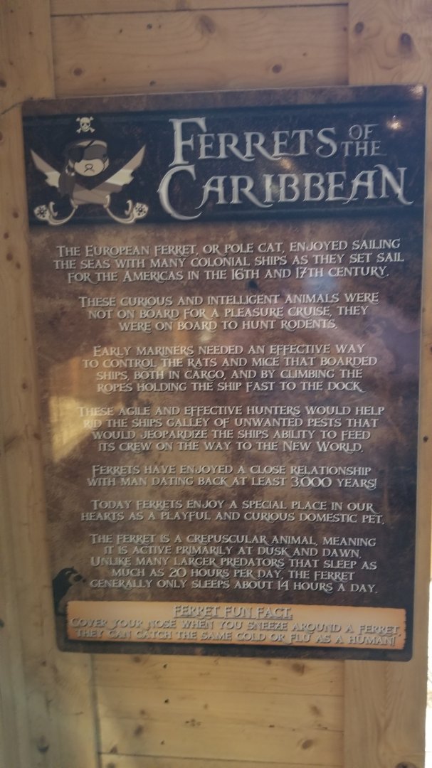 Rainforest Adventures - A Rat's Tail - "Ferrets of the Caribbean"