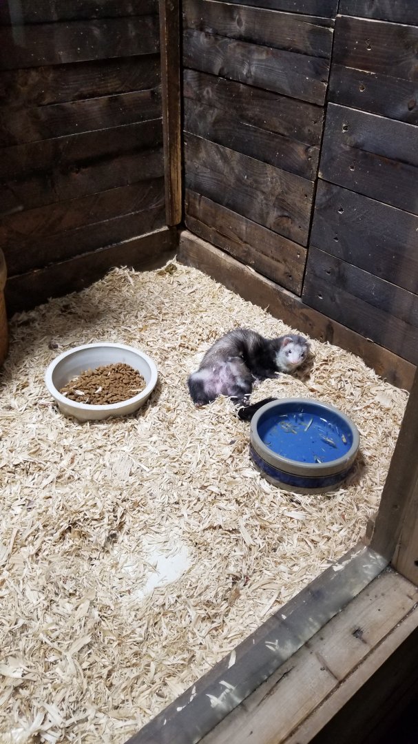 Rainforest Adventures - A Rat's Tail - Ferrets