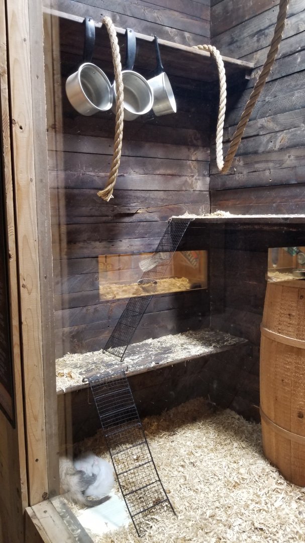 Rainforest Adventures - A Rat's Tail - Ferrets