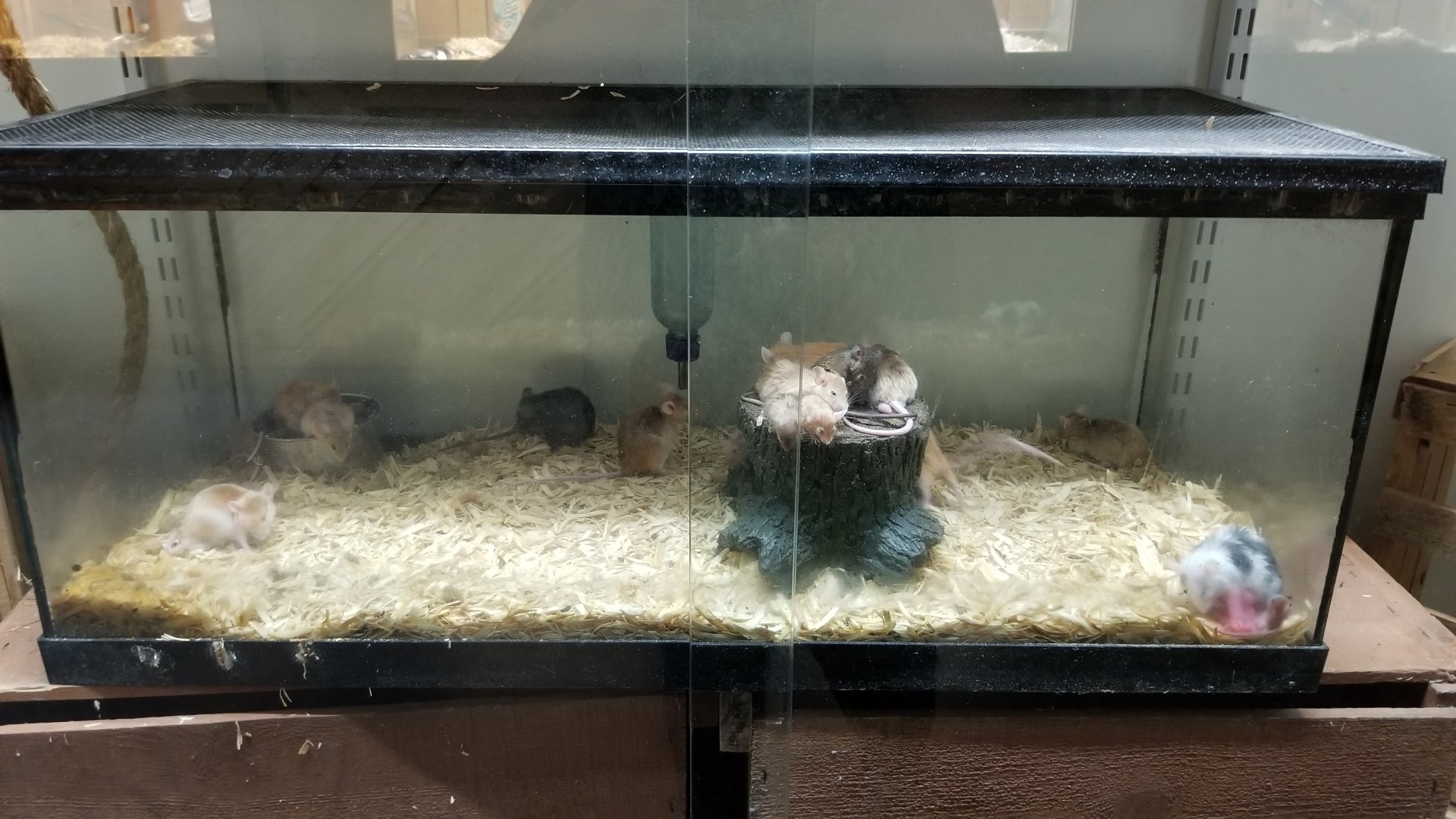 Rainforest Adventures - A Rat's Tail - "House Mouse" domestic mice