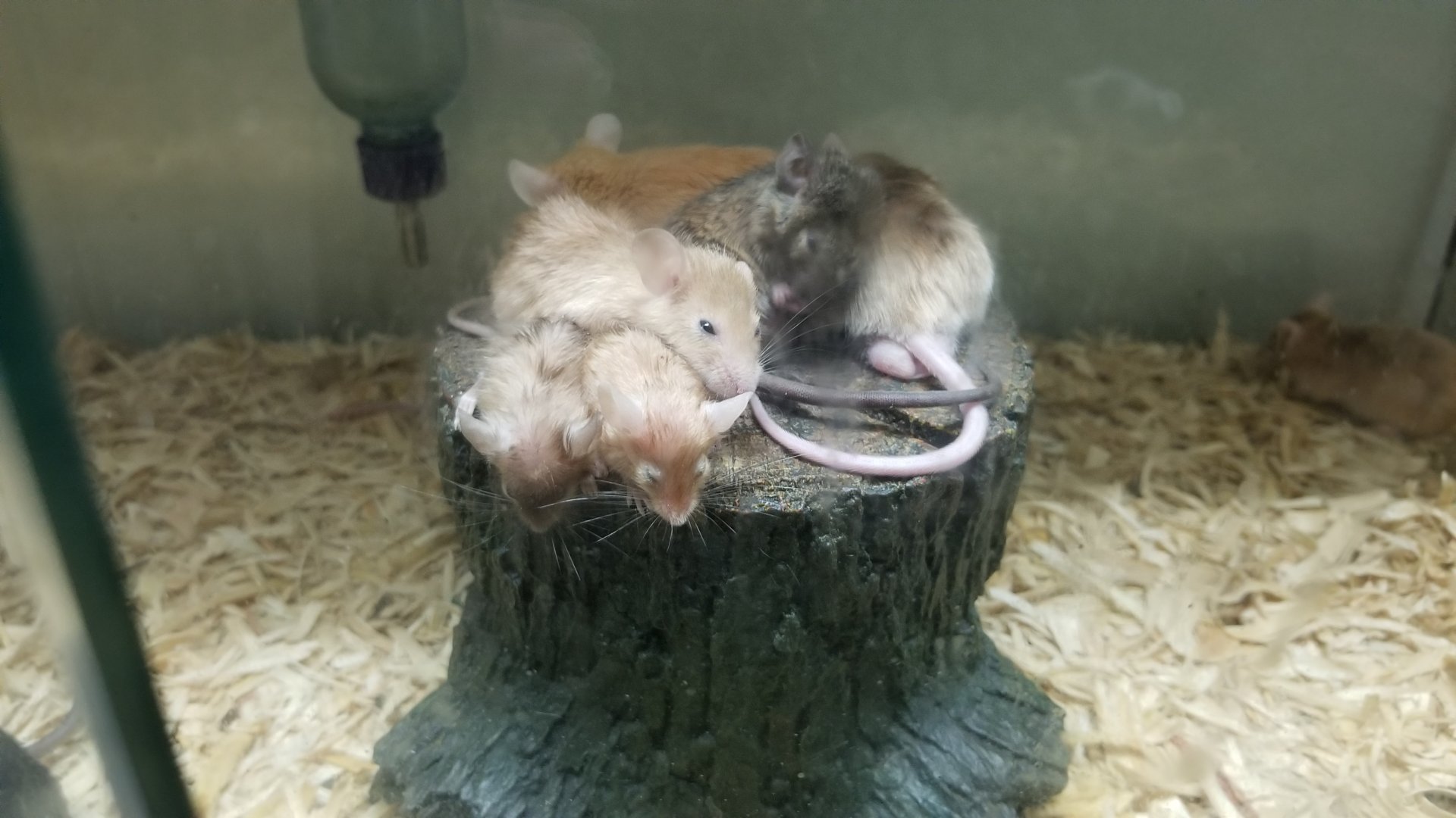 Rainforest Adventures - A Rat's Tail - "House Mouse" domestic mice