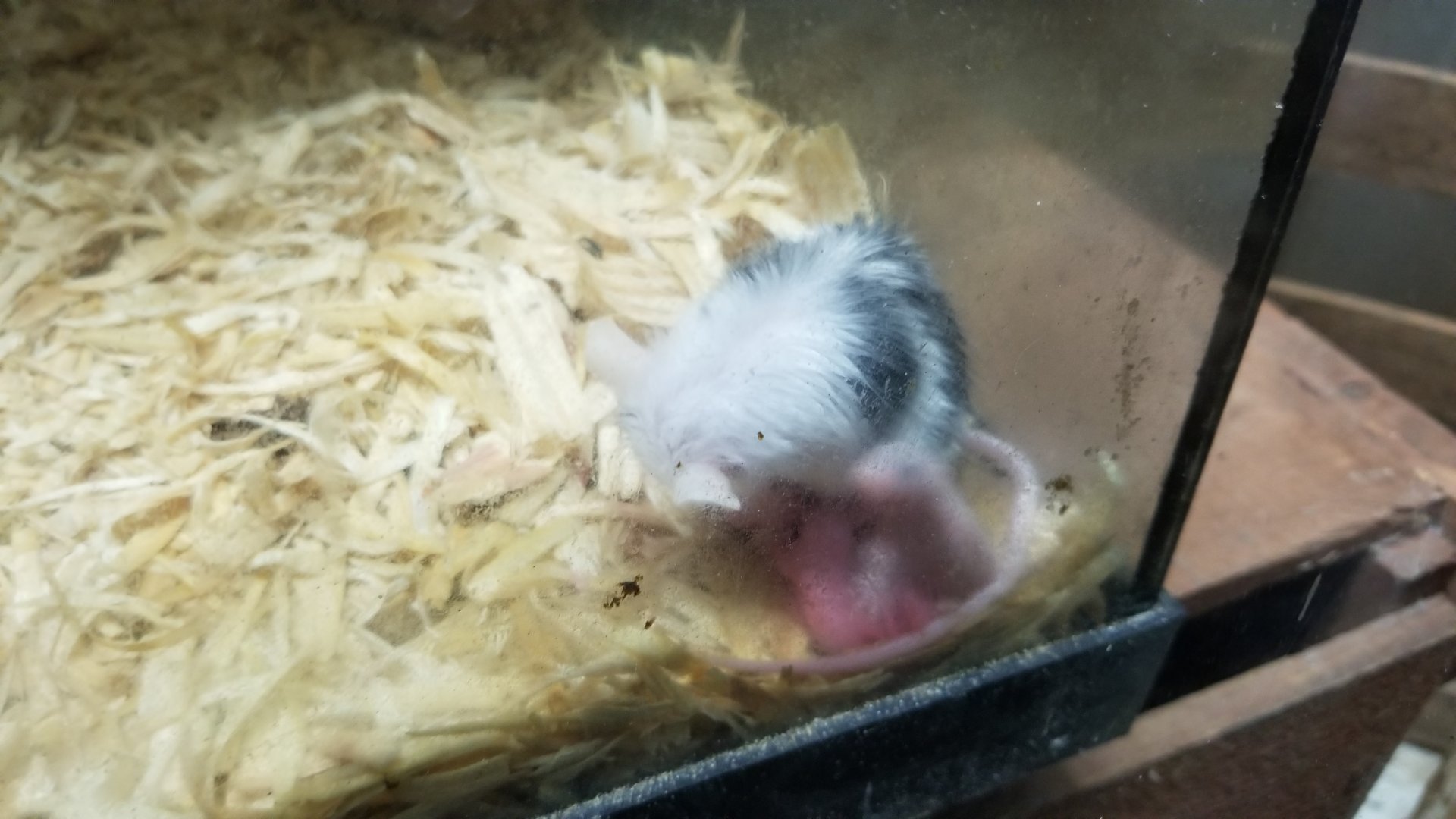 Rainforest Adventures - A Rat's Tail - "House Mouse" domestic mice