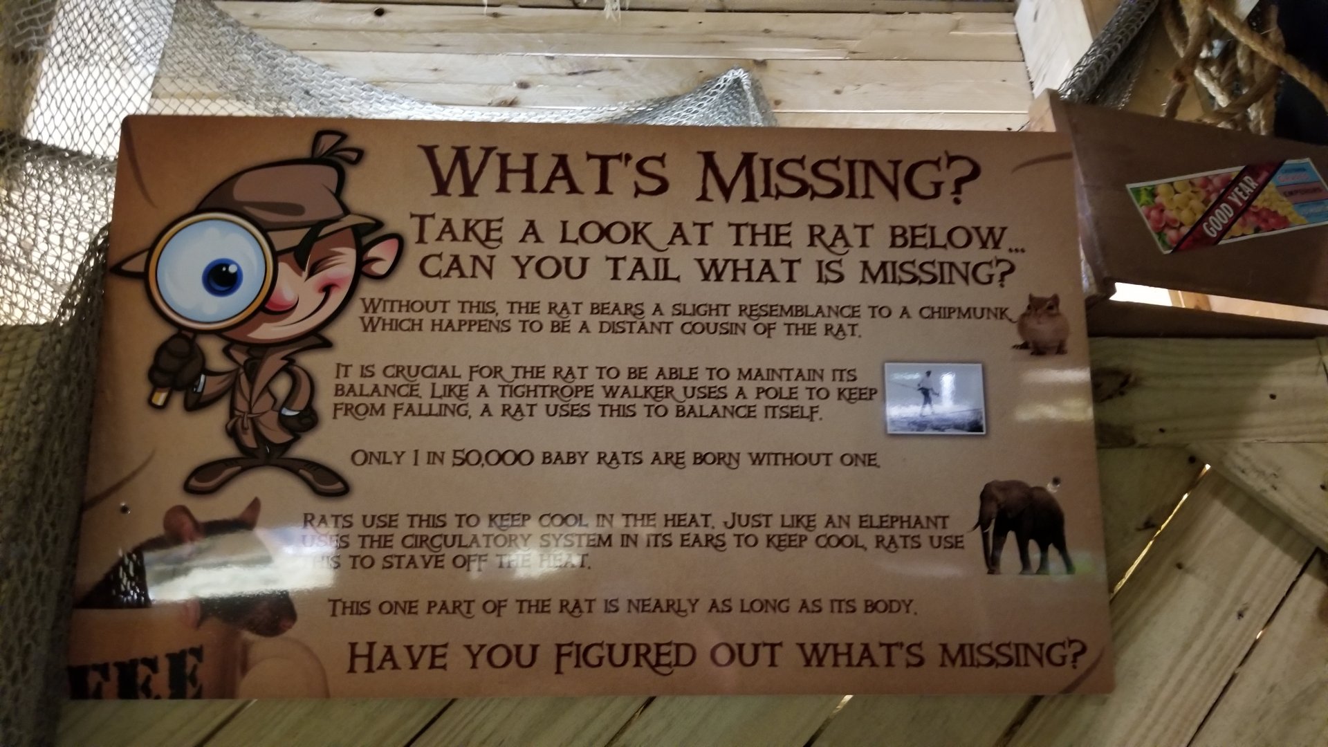 Rainforest Adventures - A Rat's Tail - Manx rat sign