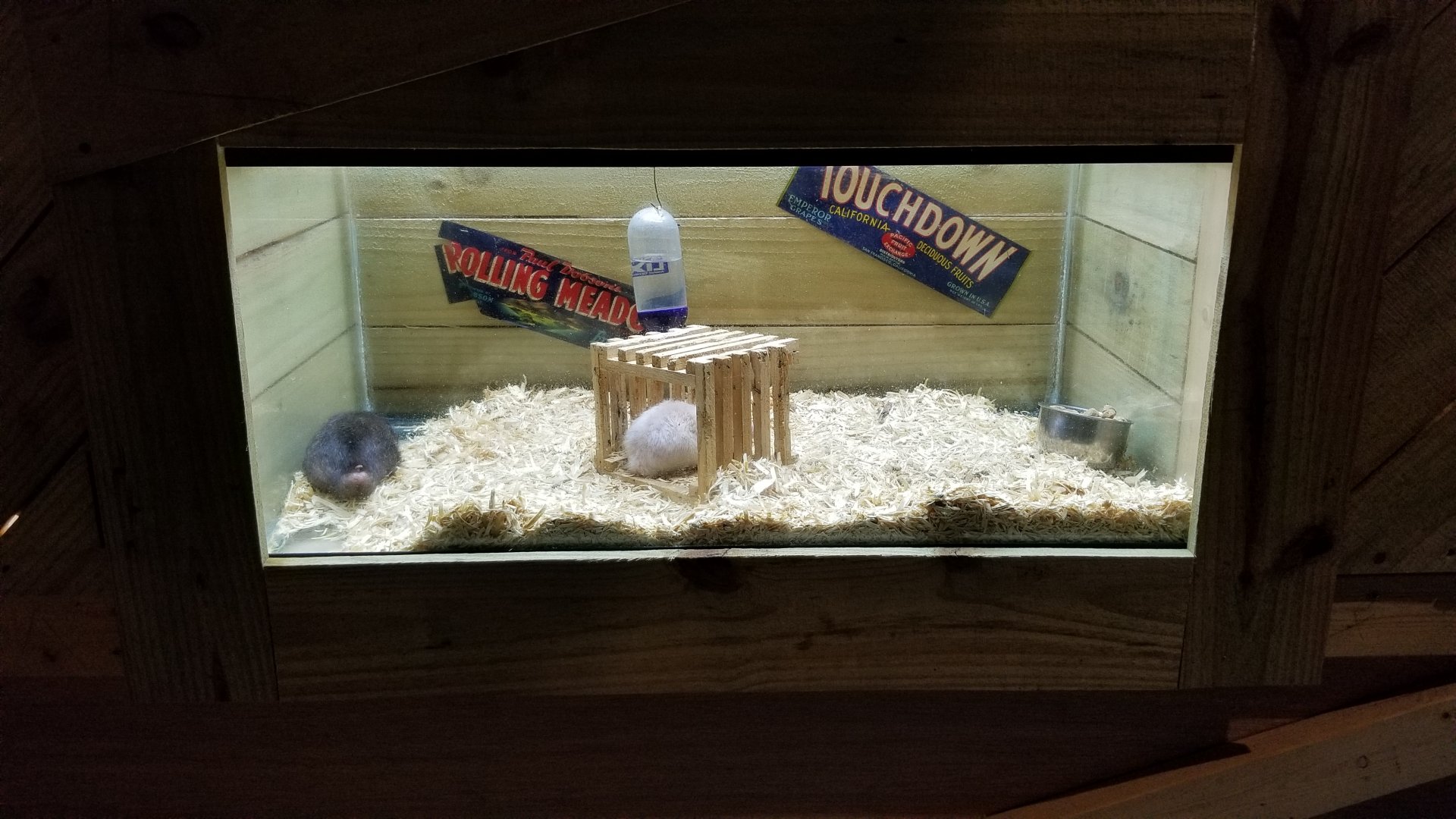 Rainforest Adventures - A Rat's Tail - Manx rats