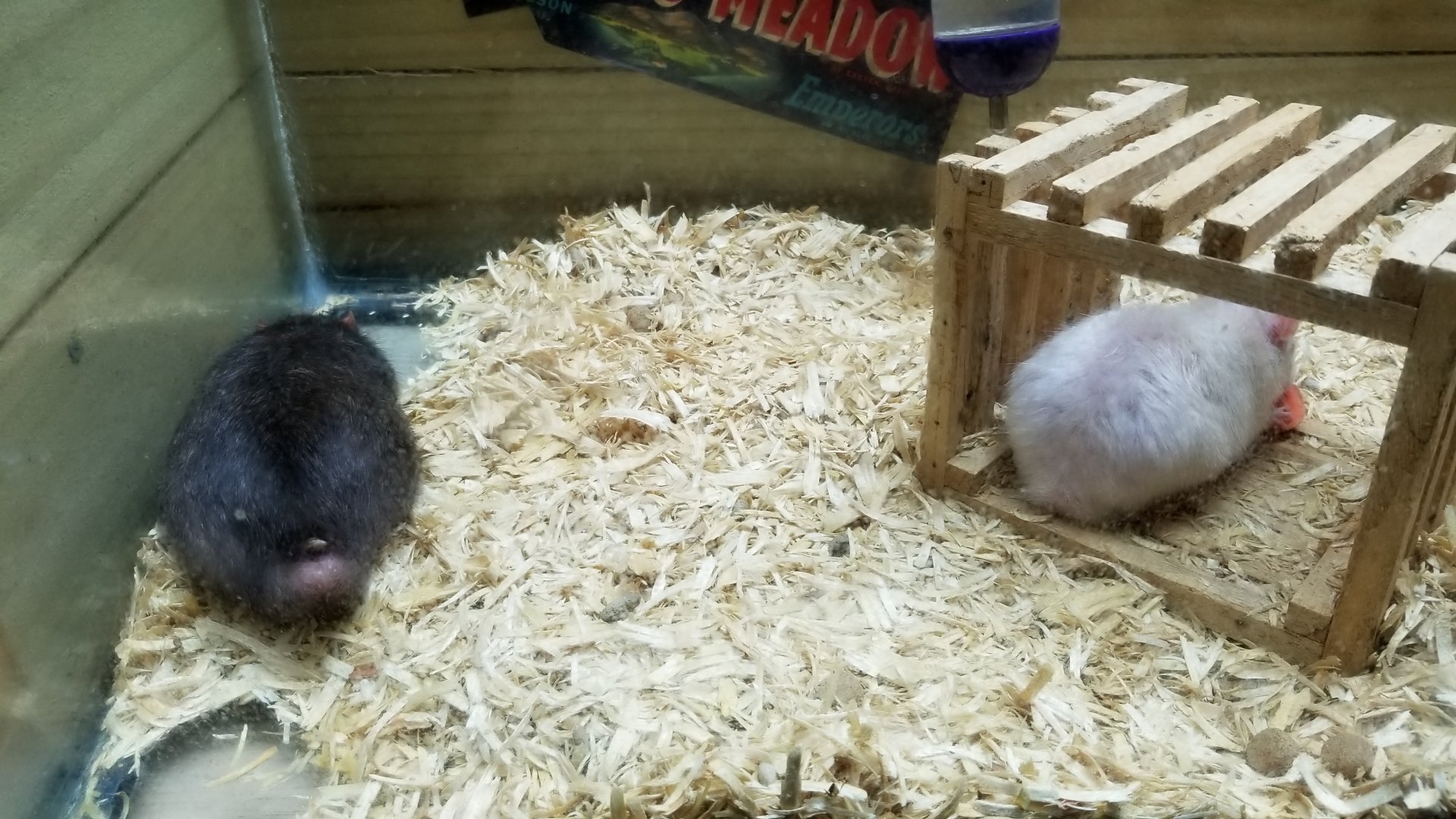 Rainforest Adventures - A Rat's Tail - Manx rats