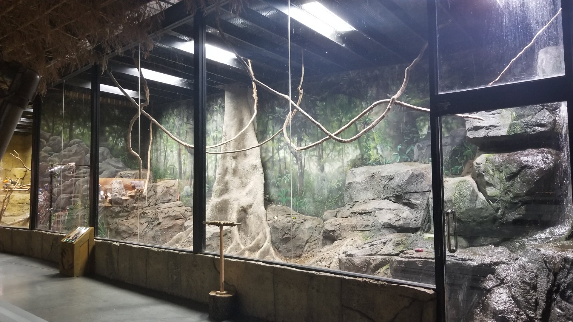Rainforest Adventures - African Crested Porcupine exhibit