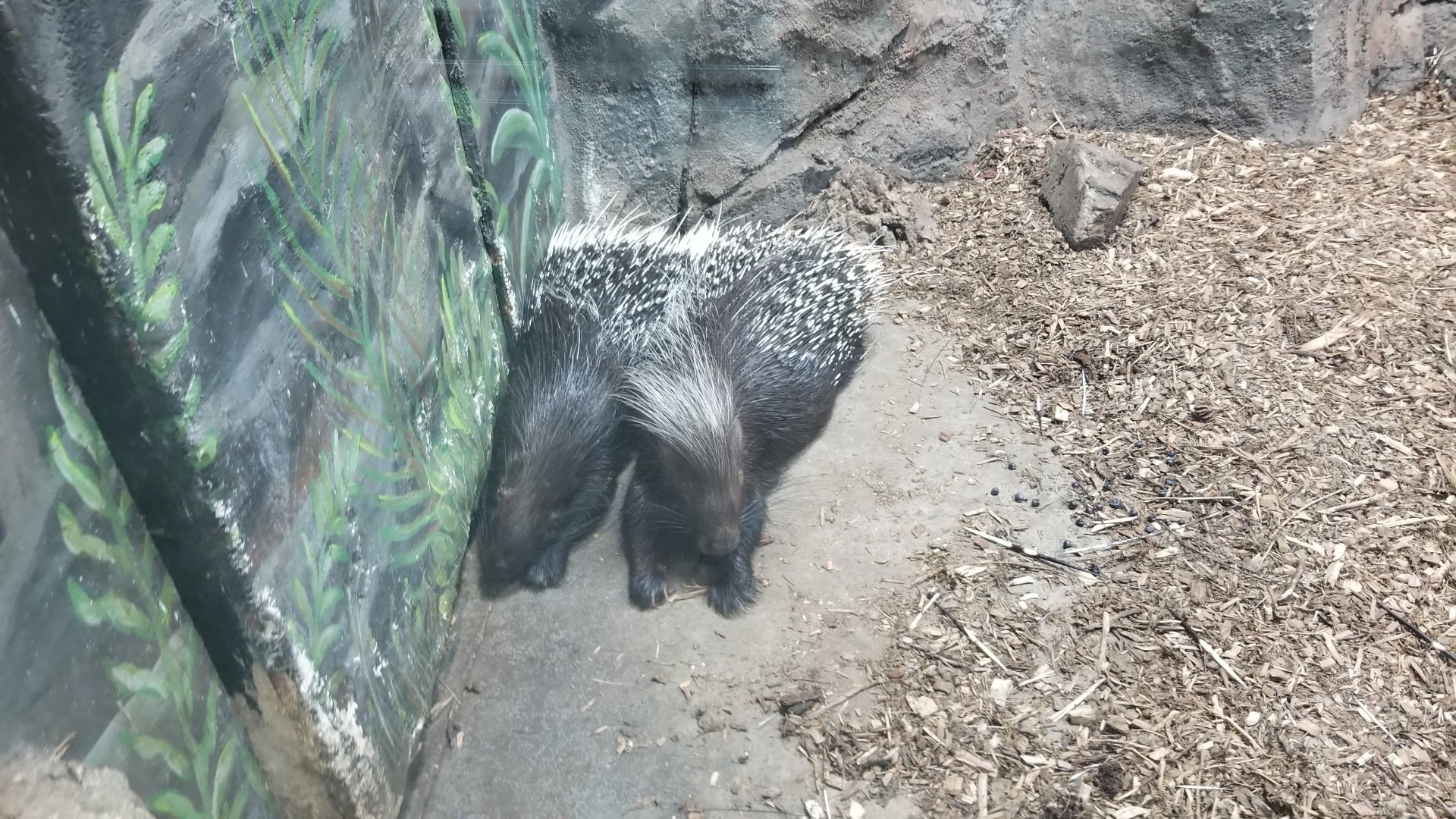 Rainforest Adventures - African Crested Porcupines