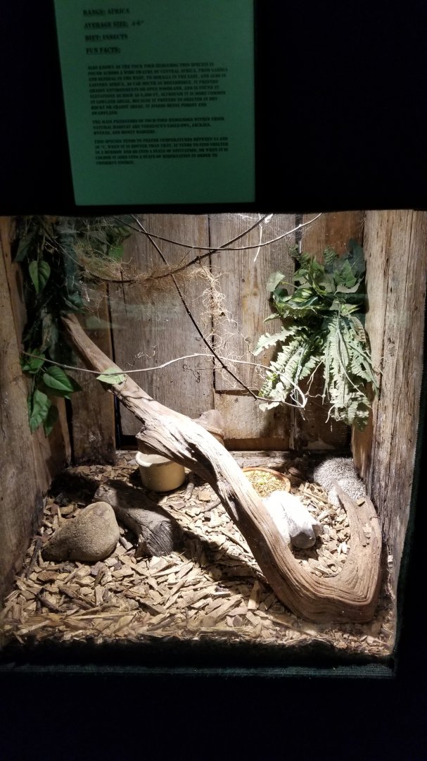 Rainforest Adventures - African Dwarf Hedgehogs