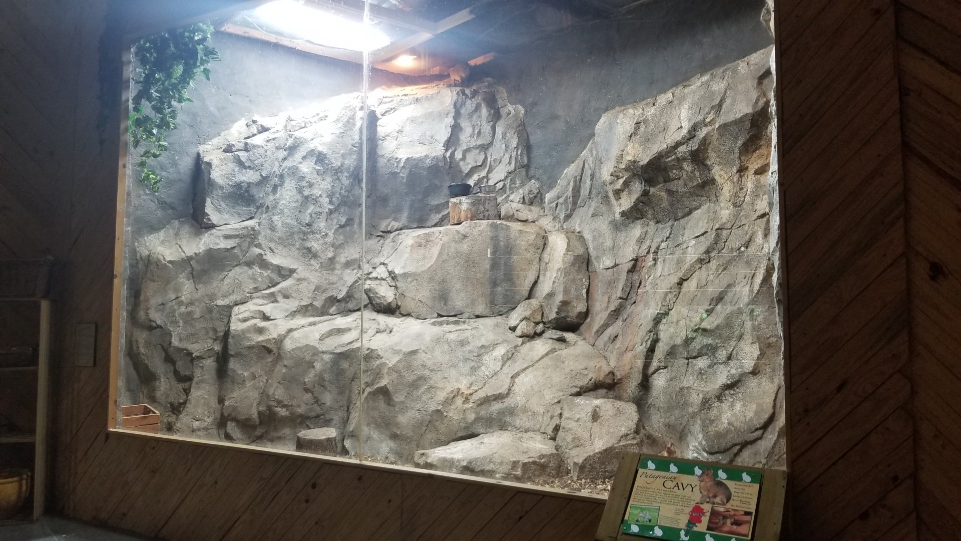 Rainforest Adventures - African Rock Hyrax and Patagonian Mara