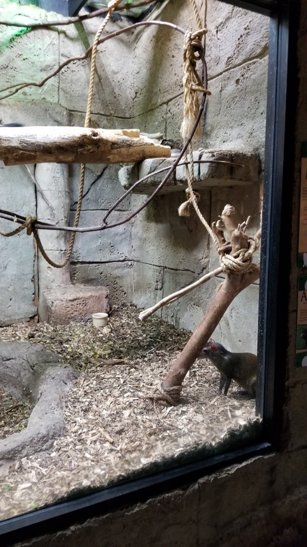 Rainforest Adventures - Agouti and Squirrel Monkeys