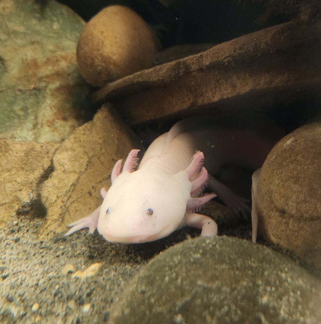 Rainforest Adventures - Axolotl