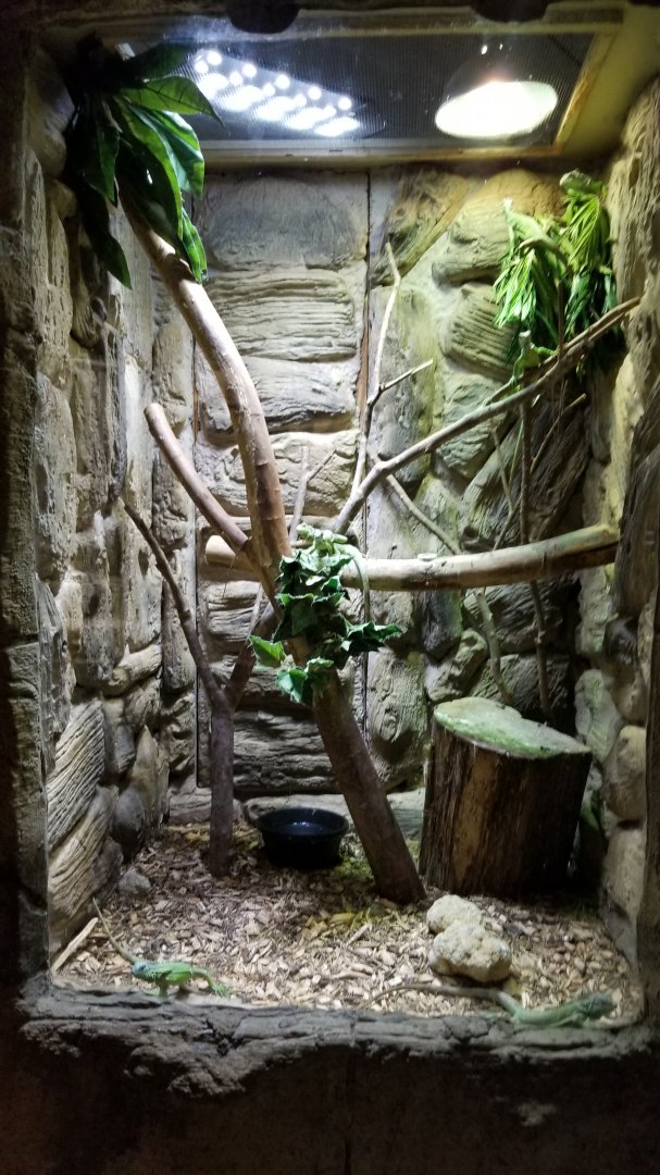 Rainforest Adventures - Baby Iguana exhibit