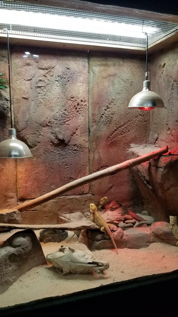 Rainforest Adventures - Bearded Dragons