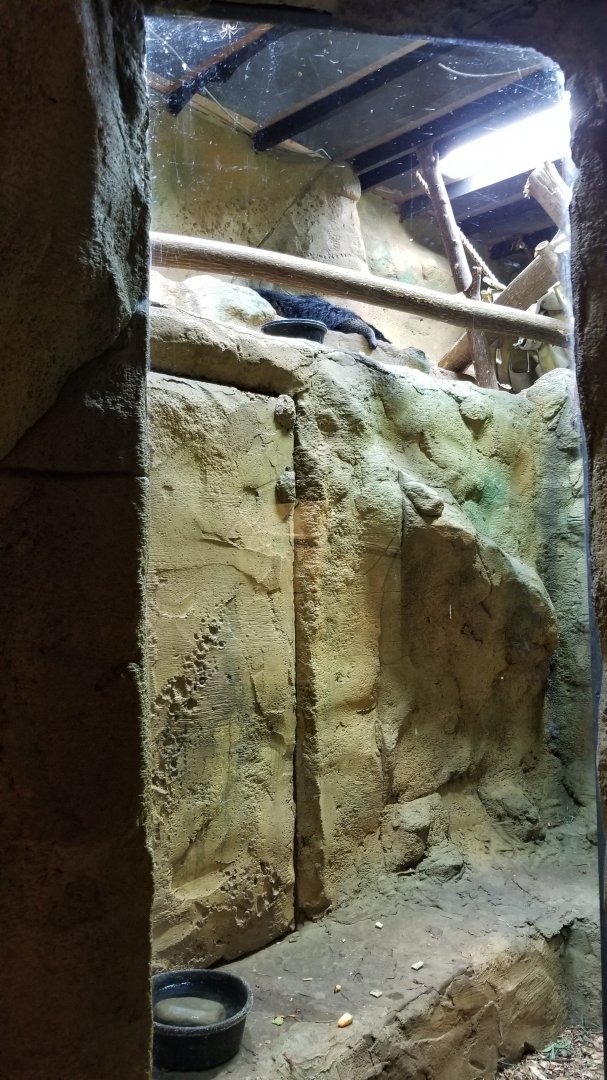 Rainforest Adventures - Binturong from left side