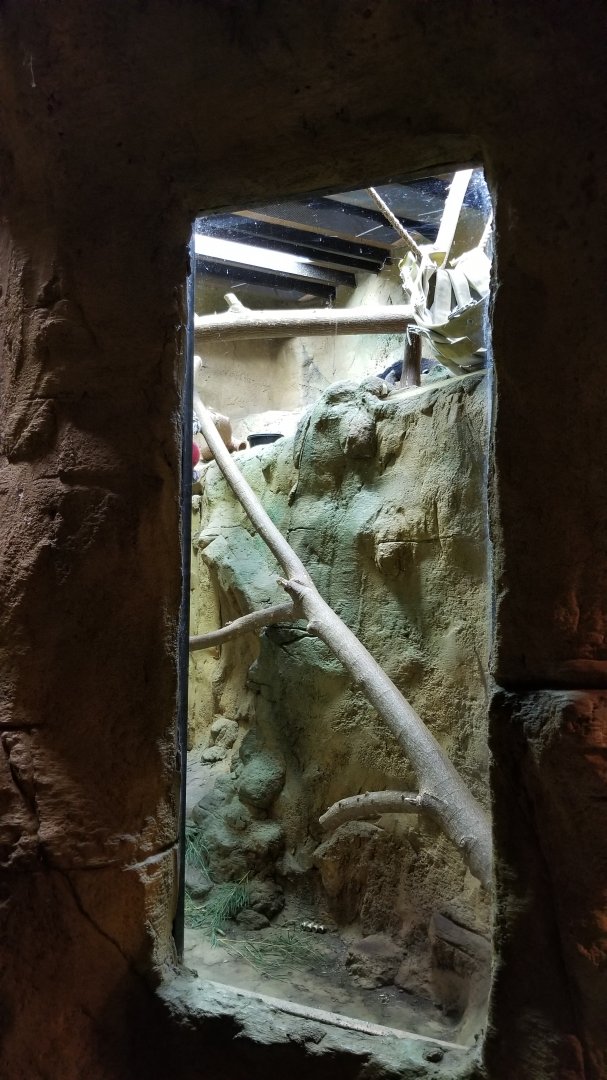 Rainforest Adventures - Binturong from right side