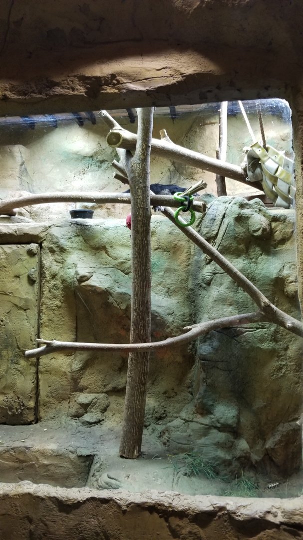 Rainforest Adventures - Binturong