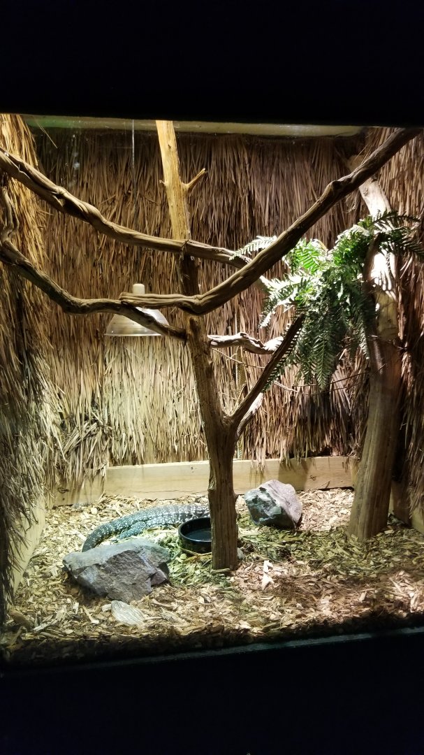 Rainforest Adventures - Black & White Tegu