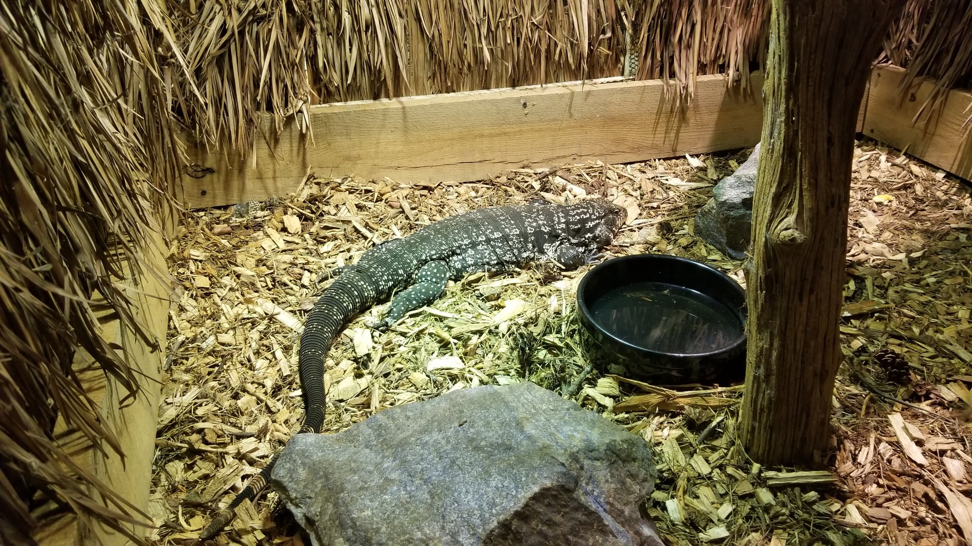 Rainforest Adventures - Black & White Tegu