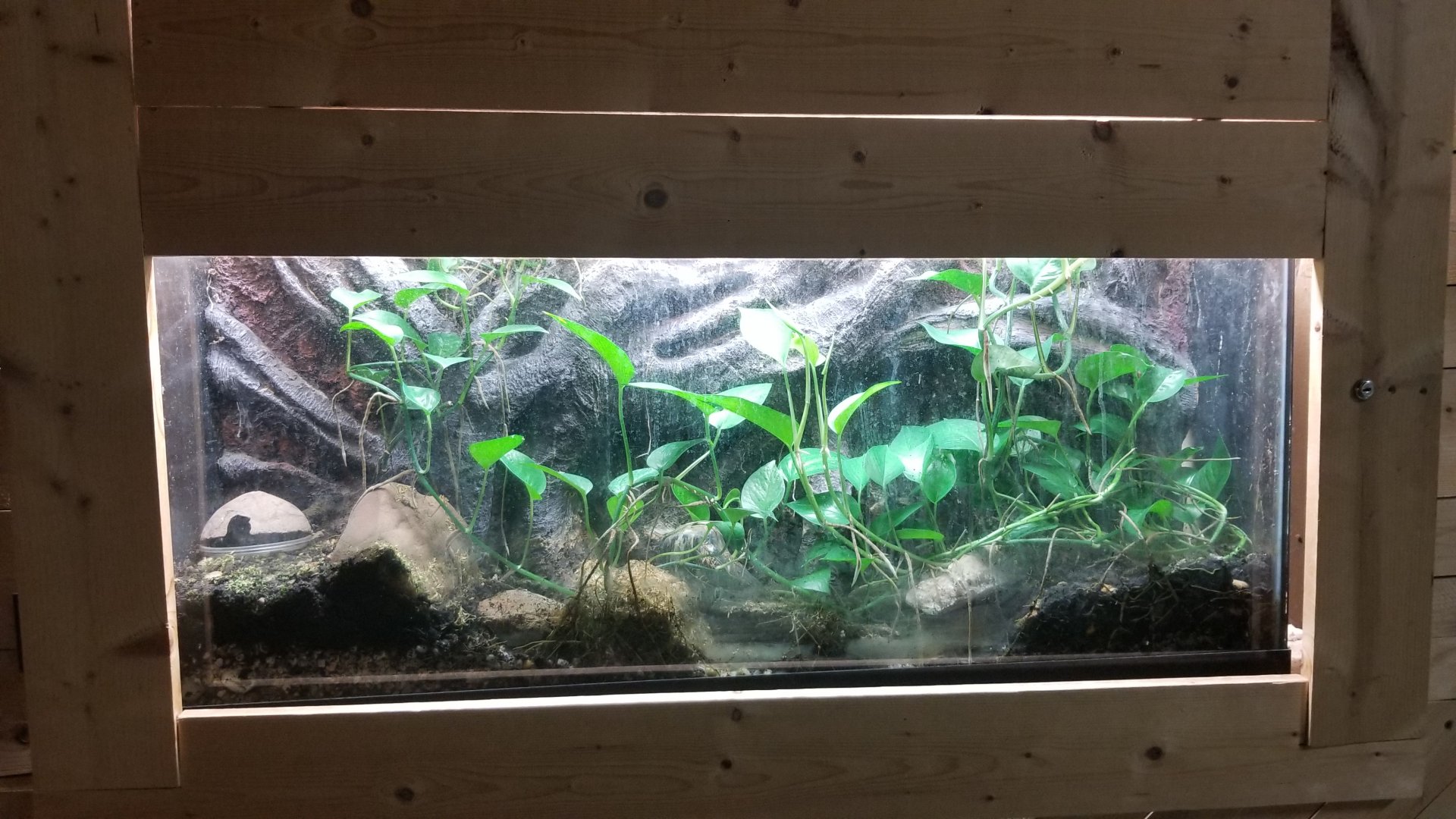 Rainforest Adventures - Blue Dart Frog