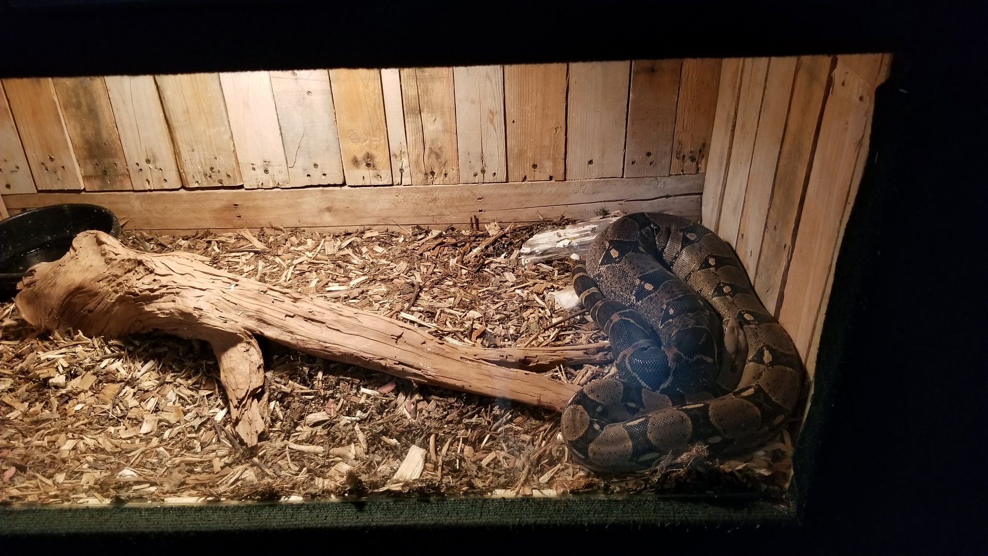 Rainforest Adventures - Boa Constrictor, signed as Ball Python