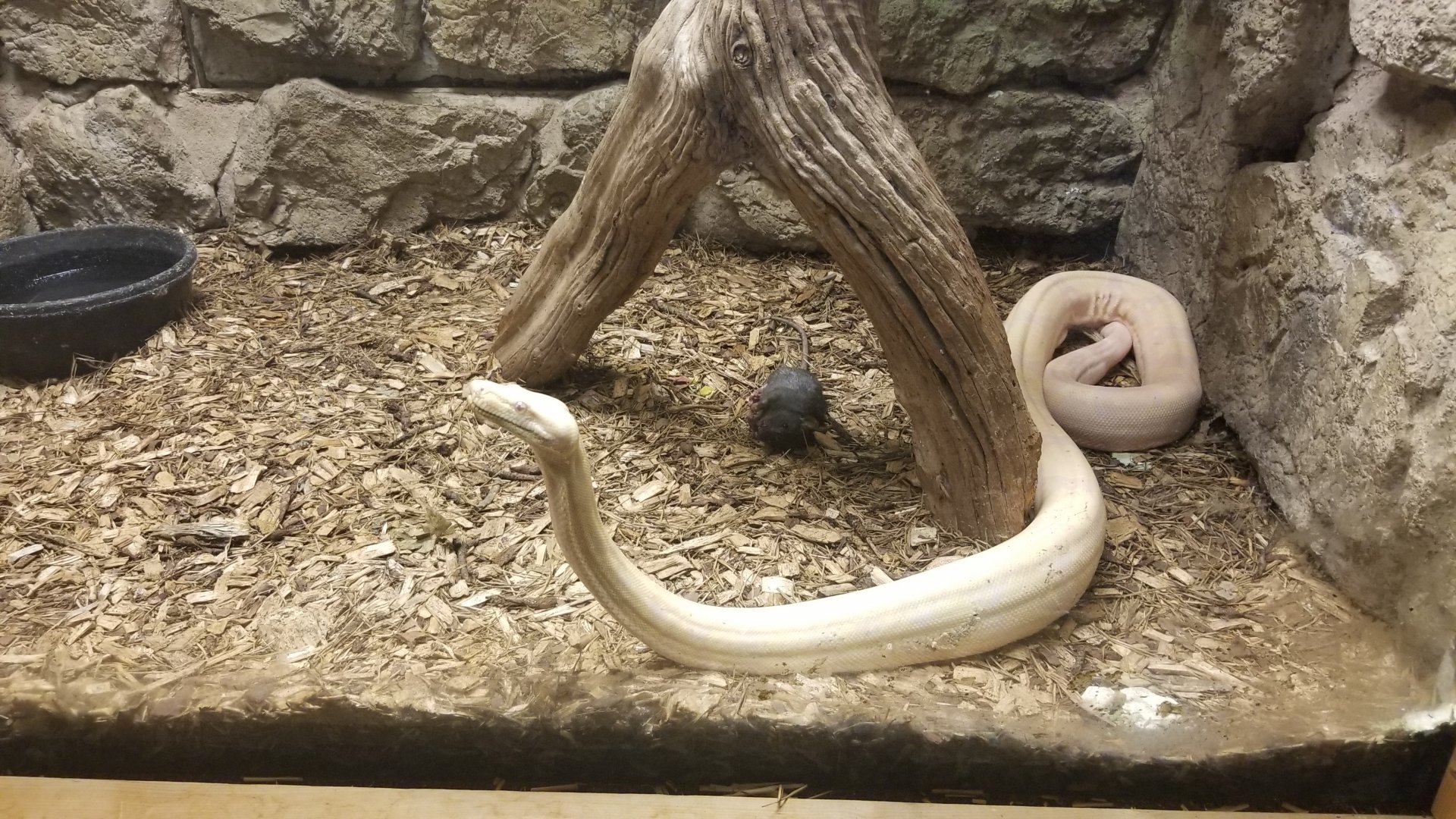 Rainforest Adventures - Boa Constrictor with frozen rat