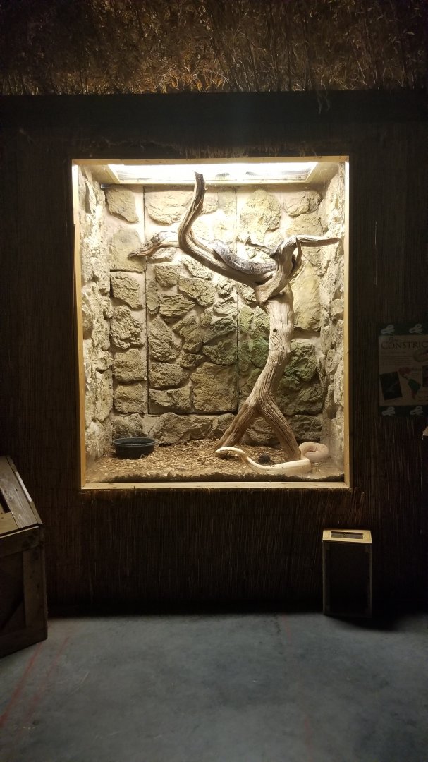 Rainforest Adventures - Boa Constrictors