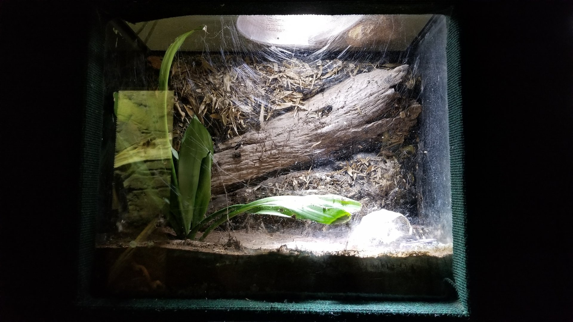 Rainforest Adventures - Brazilian White-knee Tarantula