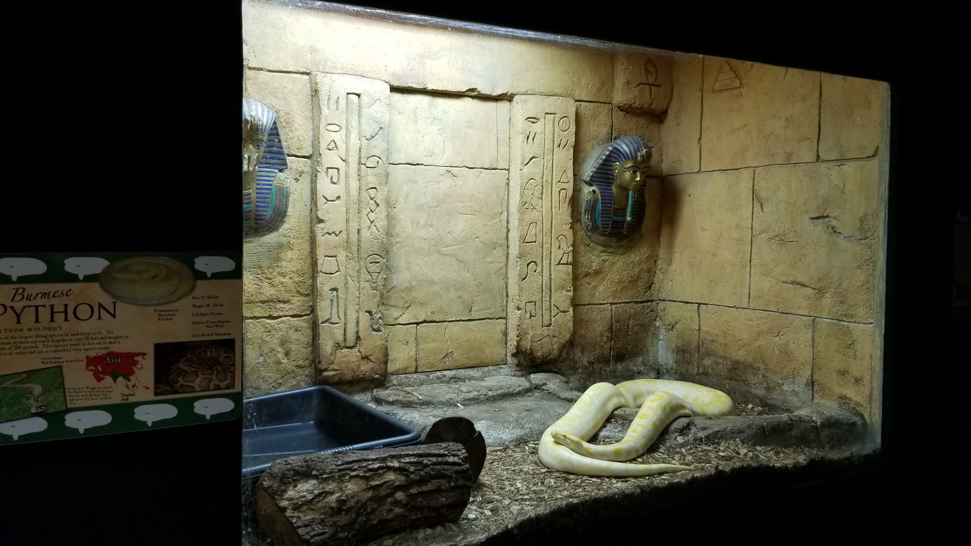 Rainforest Adventures - Burmese Python